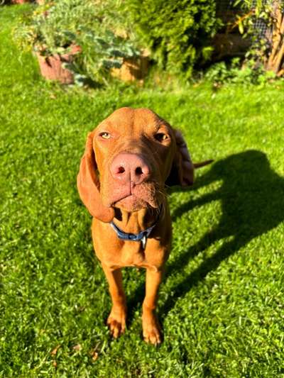 Hundetreffen-Toben und Lernen-Bild