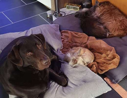 Mehrere Hunde zuhause !-Beitrag-Bild
