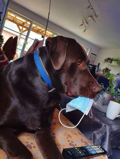 Labradorfans-Beitrag-Bild