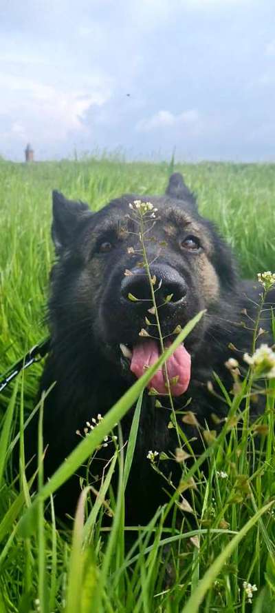 Die Dogorama Monats Challenge "Es grünt und blüht"-Beitrag-Bild
