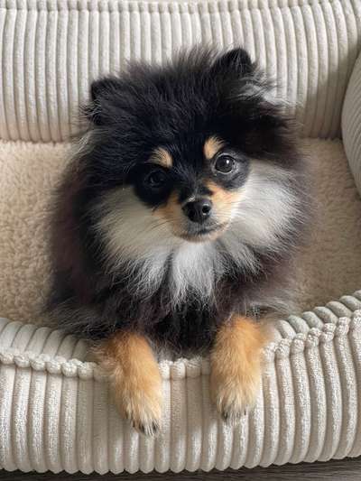 Hundetreffen-Xheva sucht Welpentreffen in Hamburg-Bild