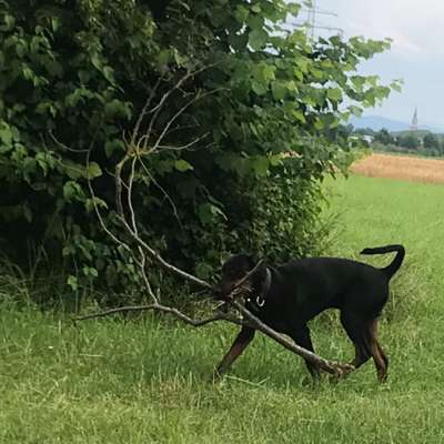 Hundetreffen-Hundetreffen mit einem Dobermann Rüde OG-Bild