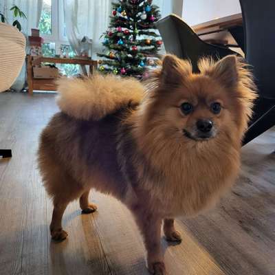 Hundetreffen-Social Walks-Bild