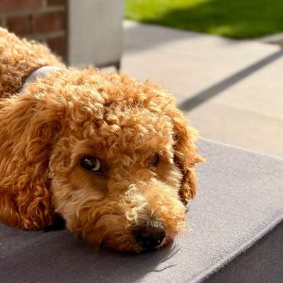 Hundetreffen-Treffen Zwerg/ Kleinpudel-Bild