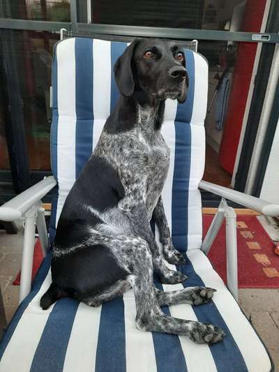 vorsicht, wir werden dominiert und manipuliert von unseren Hunden-Beitrag-Bild