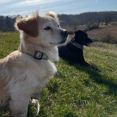 Hundetreffen-Wochenend-Gassi im Wald/Feld/Feldberg-Bild