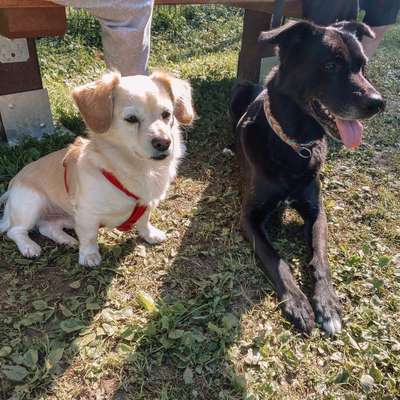 Hundetreffen-Hundewiese-Bild