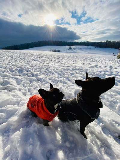 Die Dogorama Kalender Challenge Teil 2/4-Beitrag-Bild