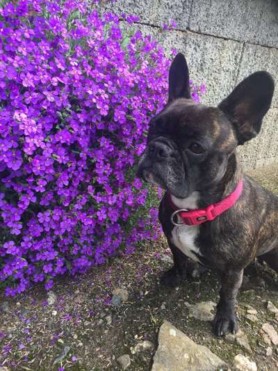 Die Dogorama Monats Challenge "Es grünt und blüht"-Beitrag-Bild