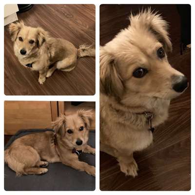 Mischlinge raten - Rätselspaß-Beitrag-Bild