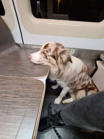 Die Dogorama Wochen Challenge-Beitrag-Bild