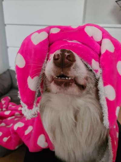 Fotochallenge Nr. 47 - Zeigt die Zähne-Beitrag-Bild