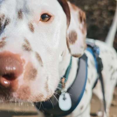 Hundetreffen-Social-walk, ggf. Ruhe-Training-Bild