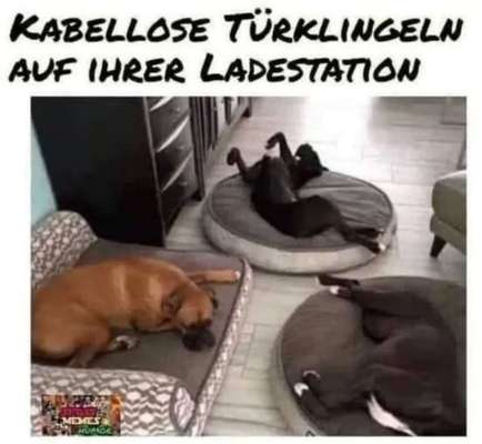 Hunde Memes-Beitrag-Bild