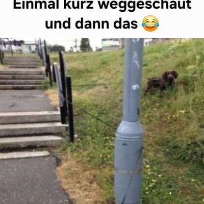 Hunde Memes-Beitrag-Bild