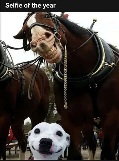 Hunde Memes-Beitrag-Bild