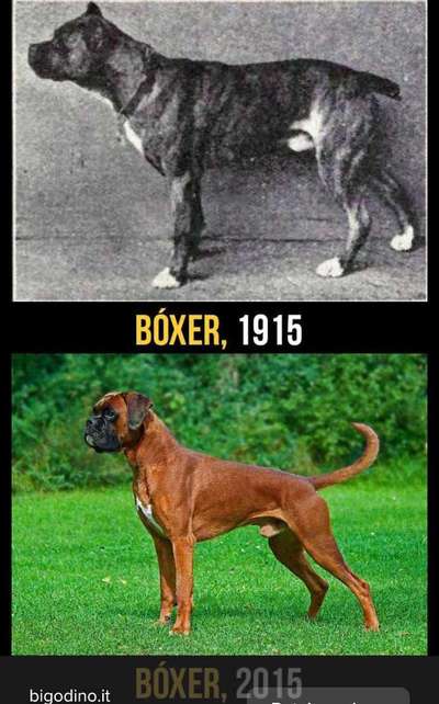 Qualzucht - Warum Aufklärung alleine nicht reicht-Beitrag-Bild