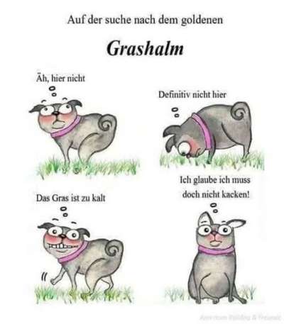 Hunde Memes-Beitrag-Bild