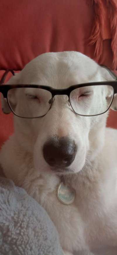 Welcher Hundehalter Typ bist du?-Beitrag-Bild