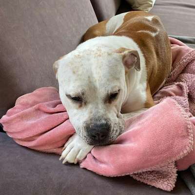 Tierschutzhunde suchen ein Zuhause-Beitrag-Bild