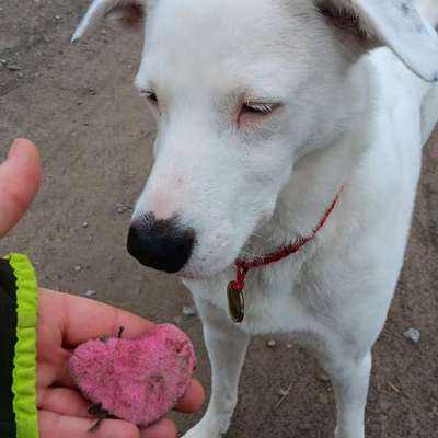 Die besten Gassifunde-Beitrag-Bild