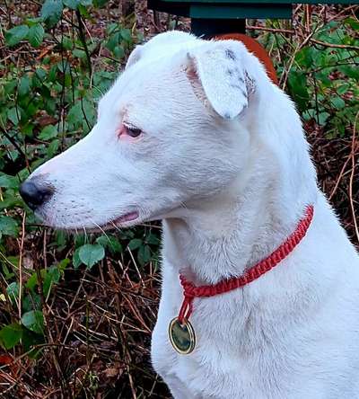 Welches Halsband trägt dein Hund und warum dieses?-Beitrag-Bild