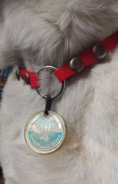 Weißes Fell - Tipps gegen "Metallspuren"-Beitrag-Bild