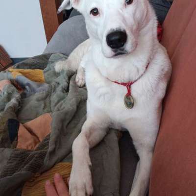 Halsband Zuhause tragen?-Beitrag-Bild