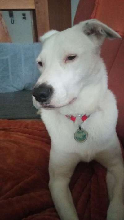 Würdet ihr euch die gleiche Rasse wiederkaufen?-Beitrag-Bild