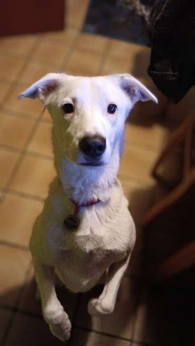 Spitzname(n) Deines Hundes-Beitrag-Bild