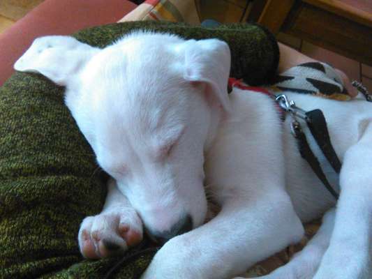 Welpen Bilder !-Beitrag-Bild