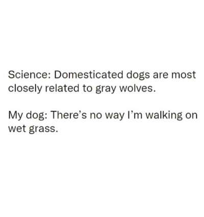 Hunde Memes-Beitrag-Bild