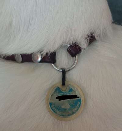 Ohne Halsband, ohne Geschirr-Beitrag-Bild