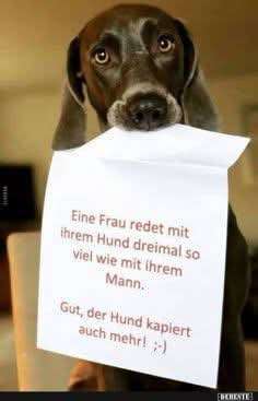 Hunde Memes-Beitrag-Bild