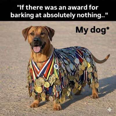 Hunde Memes-Beitrag-Bild