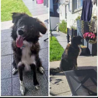 Tierschutzhunde suchen ein Zuhause-Beitrag-Bild