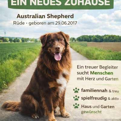 Tierschutzhunde suchen ein Zuhause-Beitrag-Bild