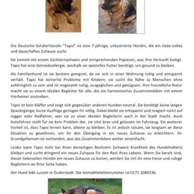 Tierschutzhunde suchen ein Zuhause-Beitrag-Bild