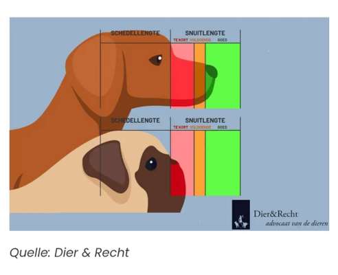 Qualzucht - Warum Aufklärung alleine nicht reicht-Beitrag-Bild