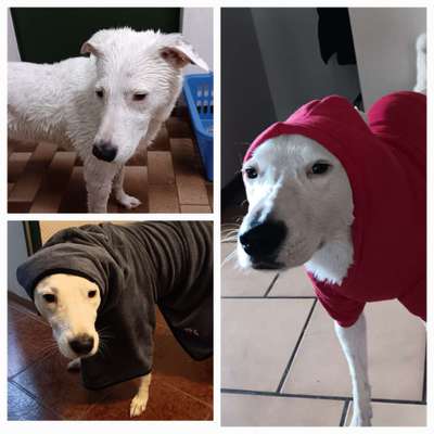 Freddys Kummerkasten-Beitrag-Bild