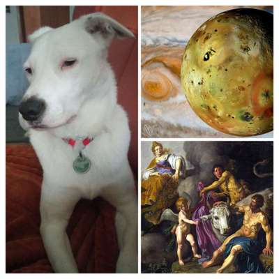 Wie heißt dein Hund?-Beitrag-Bild