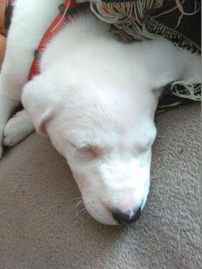 Wie seid ihr zu eurem Welpen gekommen?-Beitrag-Bild