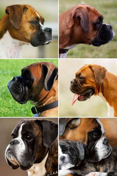 Qualzucht - Warum Aufklärung alleine nicht reicht-Beitrag-Bild