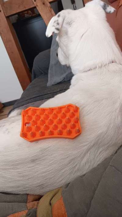 Bürste für empfindlichen Labrador-Beitrag-Bild