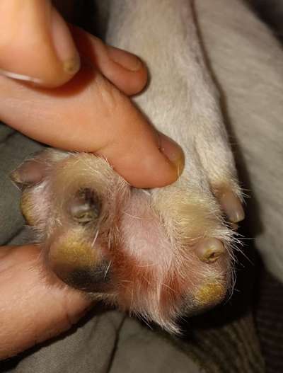 Freddys Kummerkasten-Beitrag-Bild