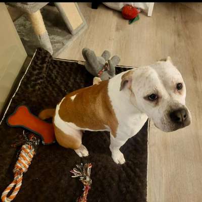 Tierschutzhunde suchen ein Zuhause-Beitrag-Bild