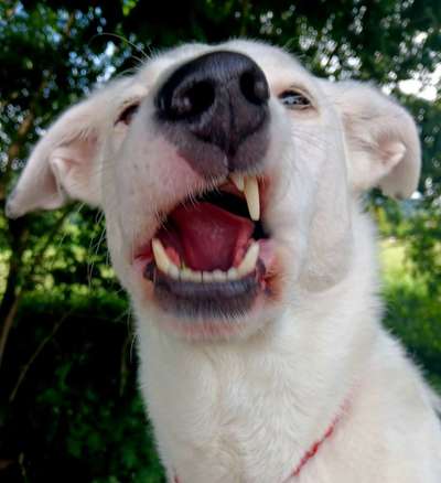 Lustigsten Grimassen von euren Hunden-Beitrag-Bild