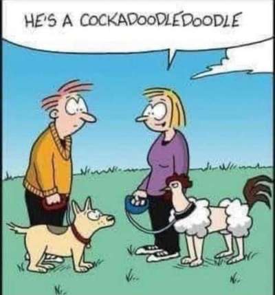 Hunde Memes-Beitrag-Bild