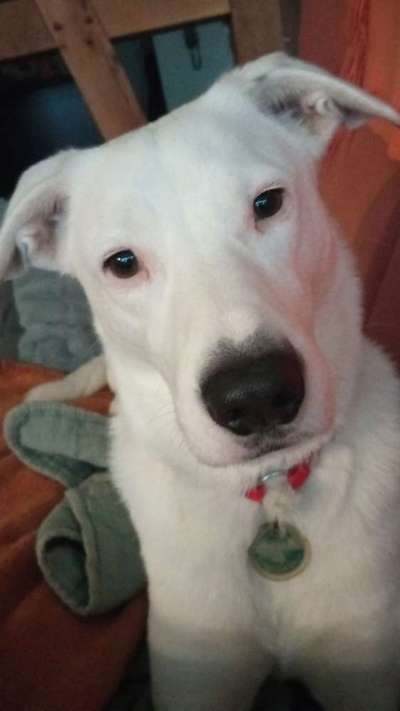 Unsere Fellnasen-Vielfalt im Überblick!-Beitrag-Bild