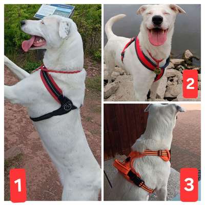 Unterschätzte orthopädische Einschränkungen durch Hundegeschirre?-Beitrag-Bild